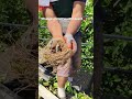 Who taught that bird to sing? 🐦😂 #fyp #foryou #viral #funny #shorts #fail #youtubeshorts