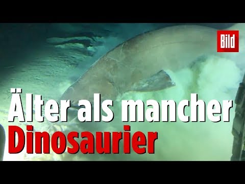 Video: Fand Ein Anderes Lebendes Fossil - Alternative Ansicht