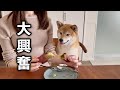 ハプニングに見舞われるも無事大好きな焼き芋が食べれて喜びが抑えられない柴犬