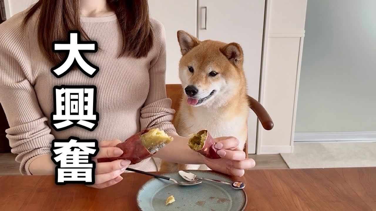 ハプニングに見舞われるも無事大好きな焼き芋が食べれて喜びが抑えられない柴犬
