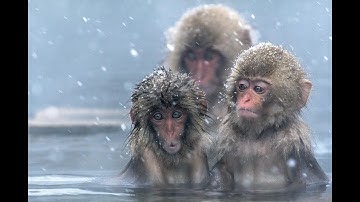 Macaque Intelligence: Are They Smarter Than You Think..?