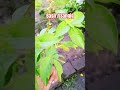 Basil Halamang Gamot / Herbs and Spices #shorts #basil #sangig