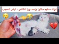 موت صغار القطه سكره بعد الولادة ايش السبب ؟😢💔تتوقعون الباقي يعشون ؟ Mohamed Vlog