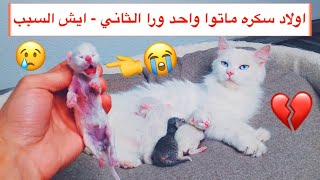 موت صغار القطه سكره بعد الولادة ايش السبب ؟تتوقعون الباقي يعشون ؟ Mohamed Vlog