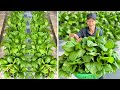 You Must Grow This Vegetable In Winter, It&#39;s Delicious And Harvested Super Fast