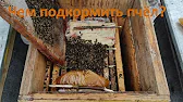 Белорусское Пчеловодство Bee&Ivtodi