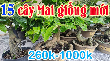 Ngày 19/4. Mai Cúc Hoàng Hậu, Cúc VIP, 4 Long, Không Nhụy, mai xoắn rồng bay giá mềm ☎ 0386573894