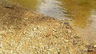 butterfly flutter on the bank of the Thistlethwaite Falls