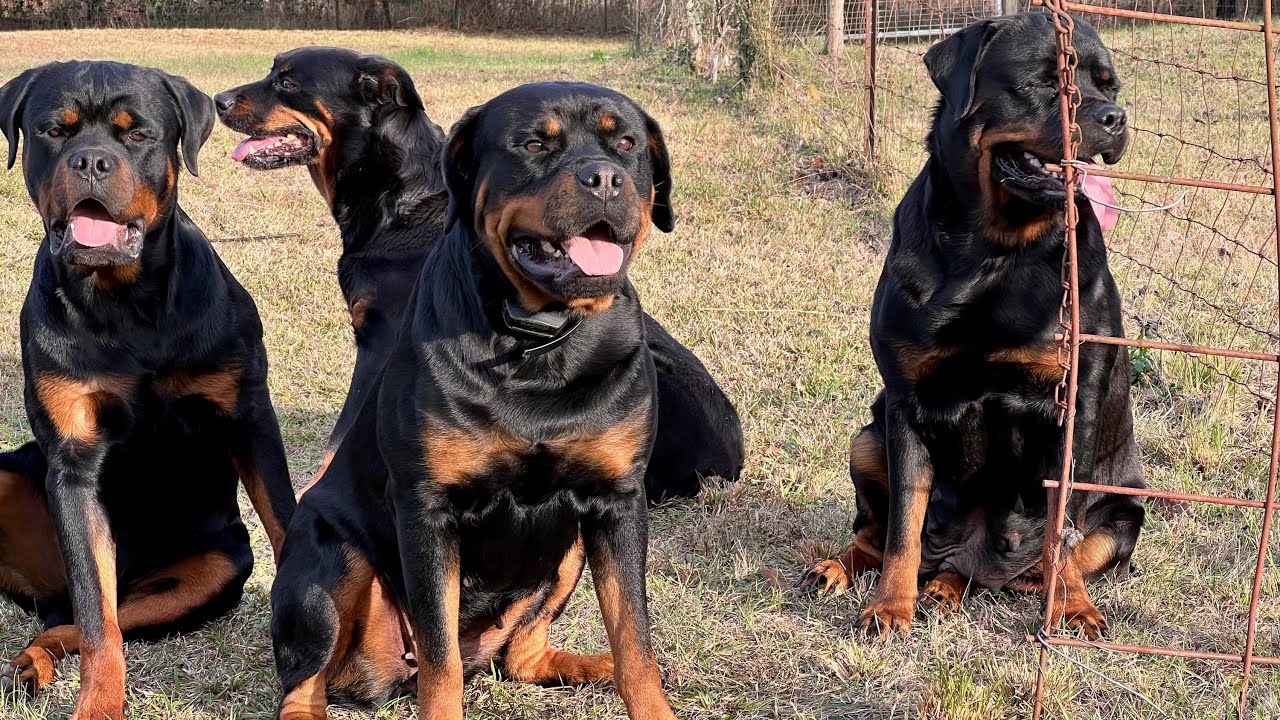 Playtime with My Rottweilers,Big Dogs, Big Fun