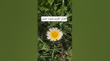 القرآن الكريم بصوت جميل #duet #القران_الكريم #اكسبلور #دويتو #qoraniyat421 #المصحف #لايك #تيك_توك