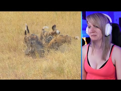 15 Easiest Hunting Meals For Wild Dogs Part 1 | Pets House