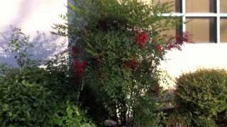 Nandina domestica - Heavenly Bamboo(Sacred Bamboo)