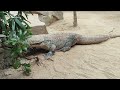 Dragon from Indonesia,yeah.. KOMODO!