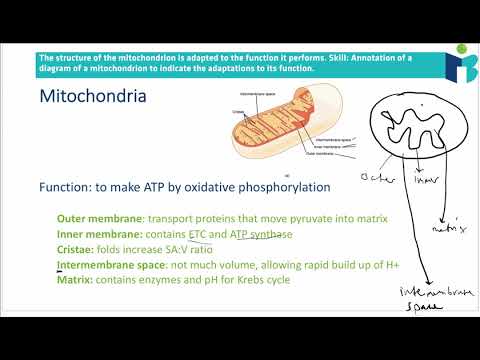 Mitochondria (8.2.6 IB