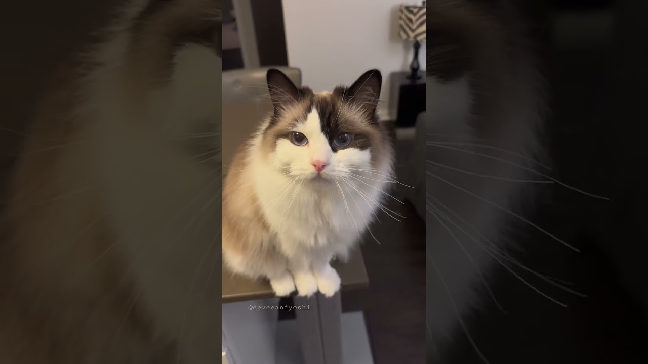 My little seagull baby 