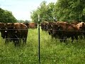 Kentucky Farm Bureau's Bluegrass & Backroads- Kentucky Bison Company / Woodland Farm