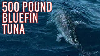 Catching a GIANT 500 POUND Bluefin Tuna - COJ Classics