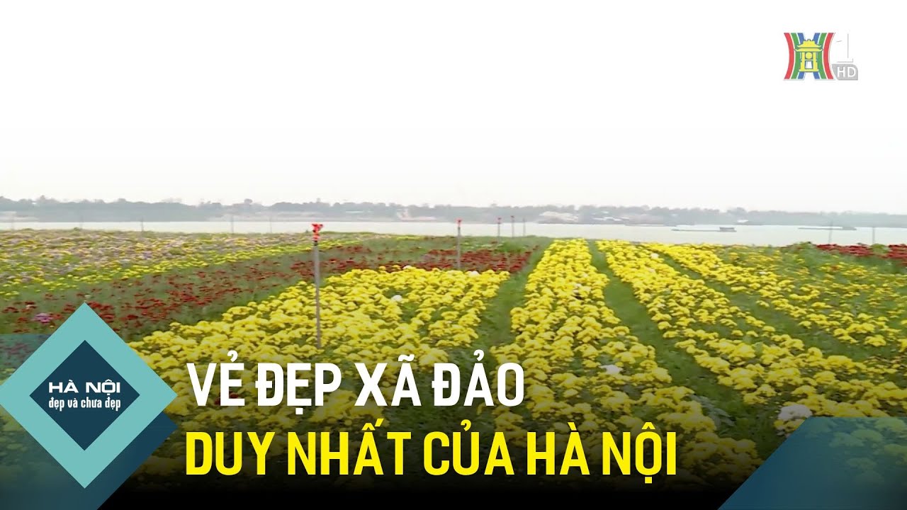 Vẻ đẹp yên bình tại xã đảo duy nhất của Hà Nội | Hà Nội đẹp và chưa đẹp