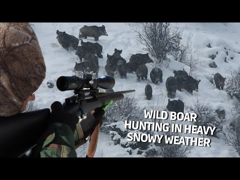 Wild Boar Hunting İn Heavy Snowy Weather  / Karda Domuz Avı #pighunt #hoghunting #domuz avı #deer