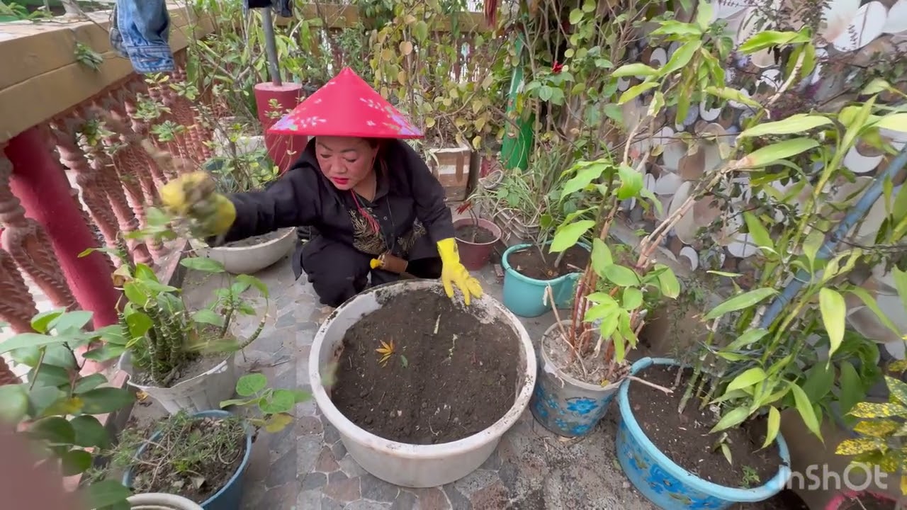 Rooftop garden 🪴 #vlog # flowers 🌷 #love #like # virile # garden ##########