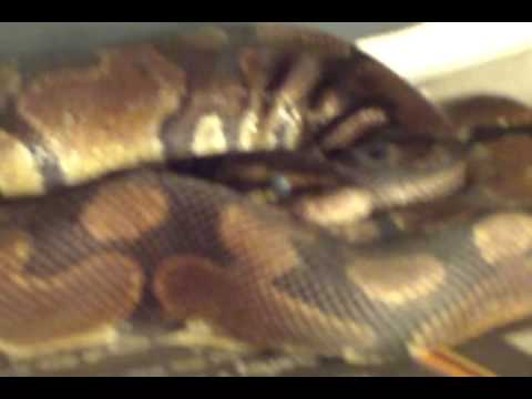 backlash winner male normal ball python