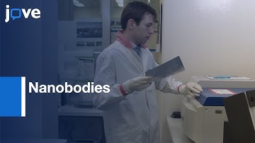 Endocytic Uptake and Retrograde Transport Analysis by Nanobodies | Protocol Preview