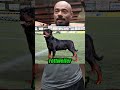 RICHARD RASMUSSEN FALA DOS CACHORROS MAIS PERIGOSOS #richardrasmussen #juliobalestrin #cachorro