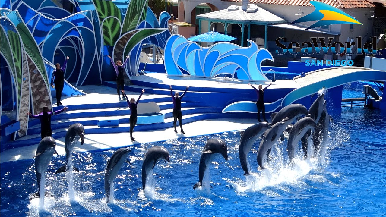 dolphin-days-full-show-at-seaworld-san-diego-2022-youtube