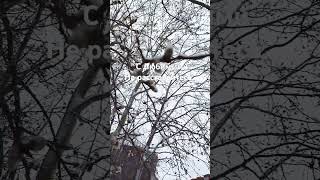 💔🍃Верба оледенела... Александр Кочетков  Андрей Мягков Микаэл Таривердиев Миру мира добра любви!