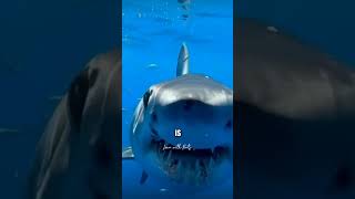 10 Fascinating Facts About THE GREAT WHITE SHARK #youtubevideos #viral #trending by Learn With Facts 886 views 3 months ago 1 minute, 28 seconds