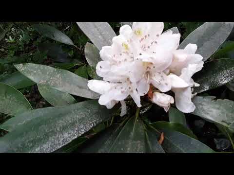 Video: Rhododendron Verdhë (17 Foto): Përshkrimi I Varieteteve 