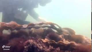 Plum Island Dive Video 3