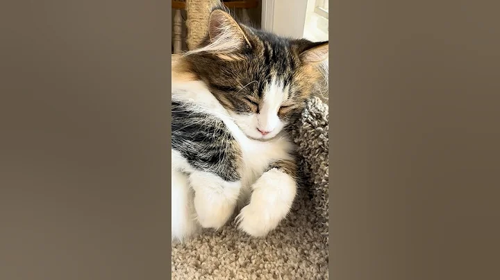 Watch the video about Tiny baby Munchkin biscuits 💤 #munchkin #cutecat #purr #biscuits