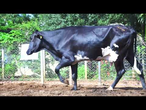 LOTE 11B CIKA FERRARI 0075CS