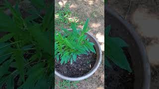 #clones #organic #cheap Apple clones from the mother plant 🤘🏼 looking amazing