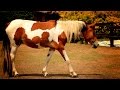 Caballo American Paint - TvAgro por Juan Gonzalo Angel