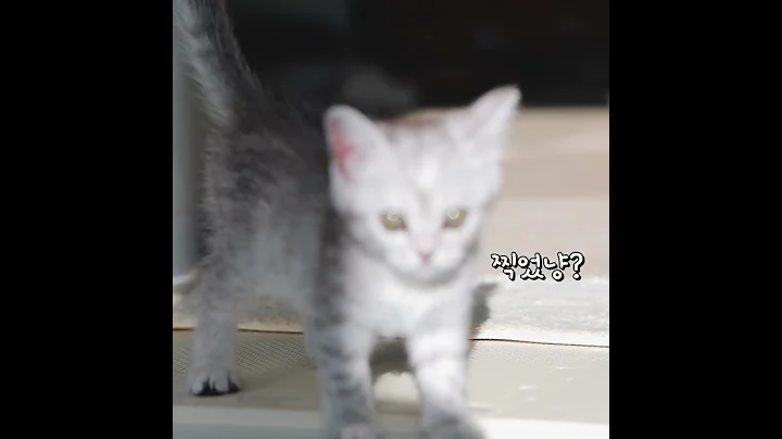 Watch the video about Sorry... Out of focus... #cat #shorts