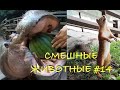 Смешные КОТЫ, СОБАКИ, ЕНОТЫ, ПОПУГАИ #14 / Ржачные животные 2020.