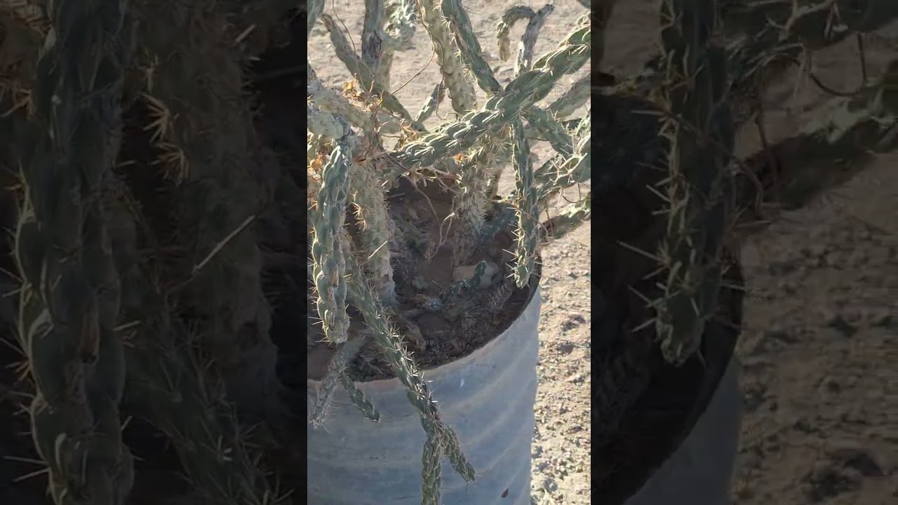 Plants and future projects!