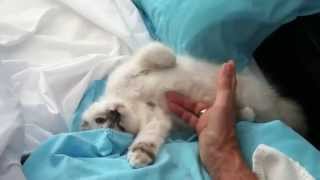 Cute Kitten Loves Her Tummy Rub by Kathleen Rockney 15,070 views 9 years ago 1 minute, 57 seconds