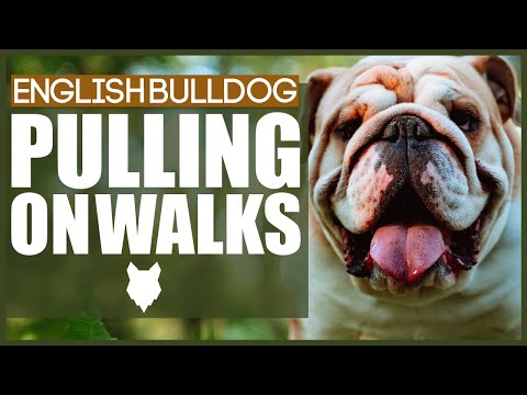 Video: 5 Tips Untuk Mencegah Bulldog Bahasa Inggeris Anda Dari Menarik Pada Leash