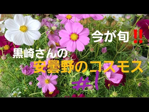 今が旬 長野県安曇野で作った黒崎さんの日本一のコスモス Youtube