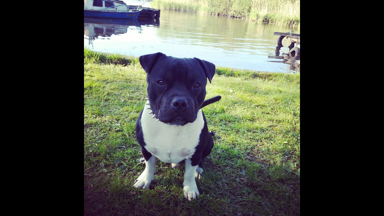 videos for cats Staffordshire bull terrier- Beautiful dog