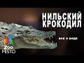 Нильский крокодил - Все о пресмыкающиеся семейства крокодилов | Вид нильский крокодил