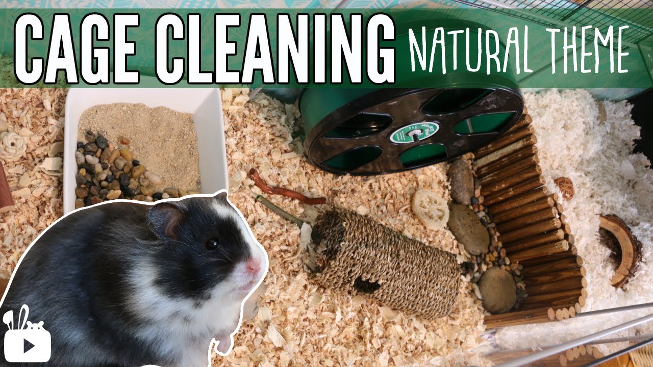 CLEANING MY HAMSTERS CAGE & cage tour! YouTube