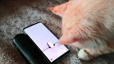 Video 10731111: maine coon cat tiger, red maine coon cat, maine coon cat live, male maine coon cat, maine coon cat playing, cat playing game