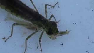 閲覧注意 オニヤンマトンボのヤゴｖｓエビ 捕食の瞬間 ベロの様な物を出して捕獲しますdragonfly Larvae Youtube
