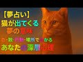 【猫の夢占い】猫の色・行動で分かる!あなたの深層心理!#猫の夢 #占い # 猫
