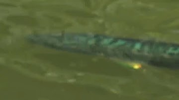 Chuối hoa cực đẹp và khủng - fishing snake head-lure fishing-World Fishing