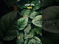 تعب الحياة